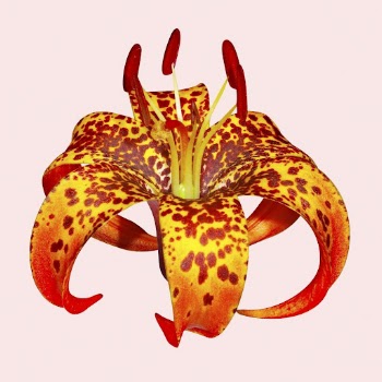 Turk's-cap lily, orange flower collage | Free PSD - rawpixel