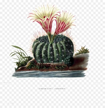 Turk's head cactus Botany Botanical illustration Succulent plant Stock photography -  
