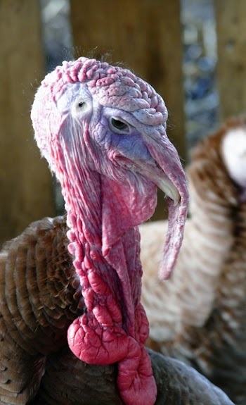 Turkey