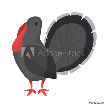 Turkey bird