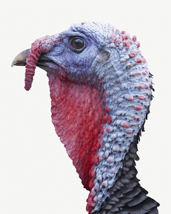 Turkey bird head, isolated animal | Free PSD - rawpixel