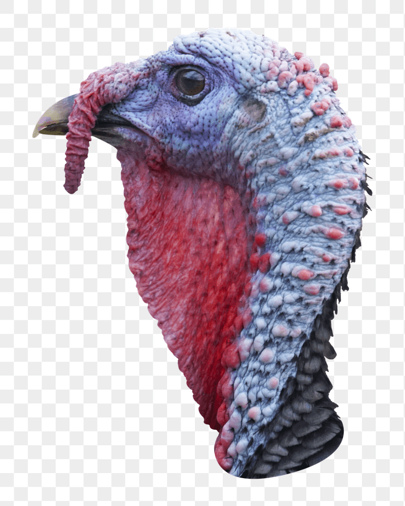Turkey bird head png sticker, | Free PNG - rawpixel