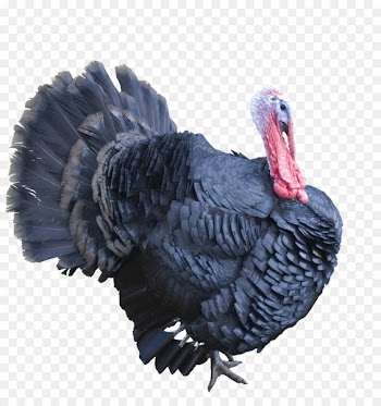 Turkey meat Clip art - Best Free Turkey Png Image 