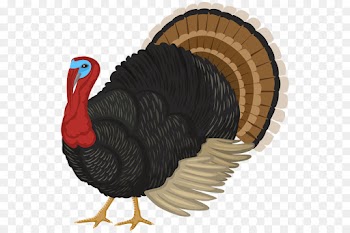 Turkey Meat, Wild Turkey, Thanksgiving, Turkey, Bird PNG
