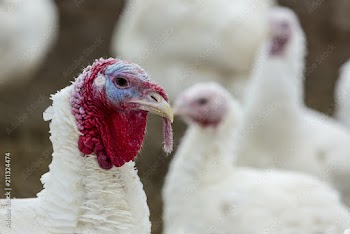 Turkey-poult