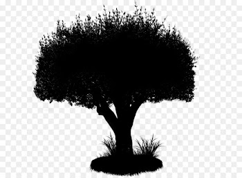 Turkey TEMA Foundation Soil Society -  