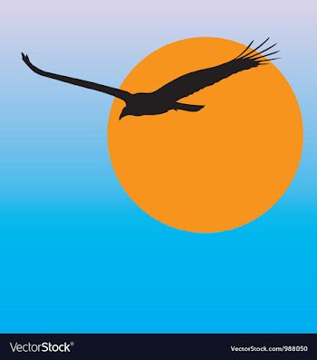 Turkey vulture vector image