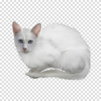 Turkish Angora , White cat transparent background PNG clipart