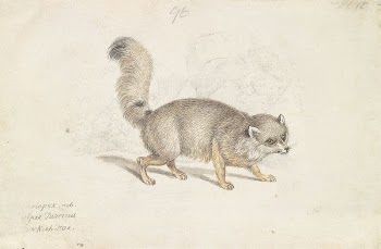 Turkish Dog-Fox by Charles Hamilton | Free Photo - rawpixel