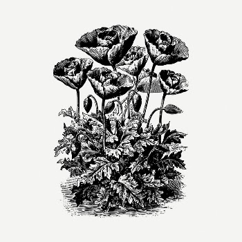 Turkish poppy drawing, vintage illustration | Free PSD - rawpixel