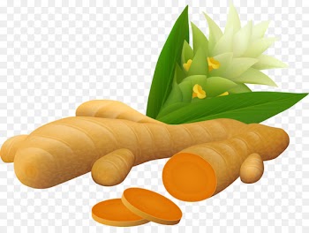 Turmeric Ginger Curcumin Illustration - Cut ginger 