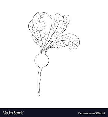 turnip coloring page for kids kdp