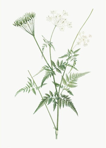 Turnip-rooted chervil | Free stock vector - 573797