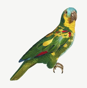 Turquoise-fronted Amazon parrot bird, vintage | Free PSD Illustration - rawpixel