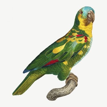 Turquoise-fronted Amazon parrot bird, vintage | Free PSD Illustration - rawpixel