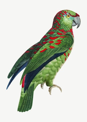 Turquoise-fronted Amazon parrot bird, vintage | Free PSD Illustration - rawpixel