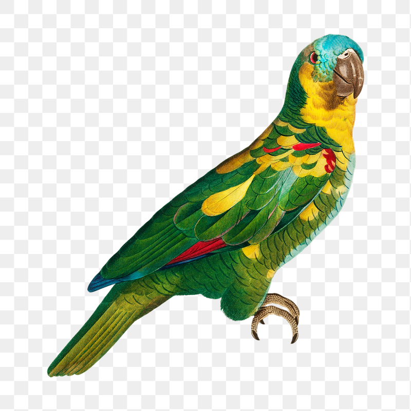 Turquoise-fronted Amazon parrot png bird | Free PNG Illustration - rawpixel