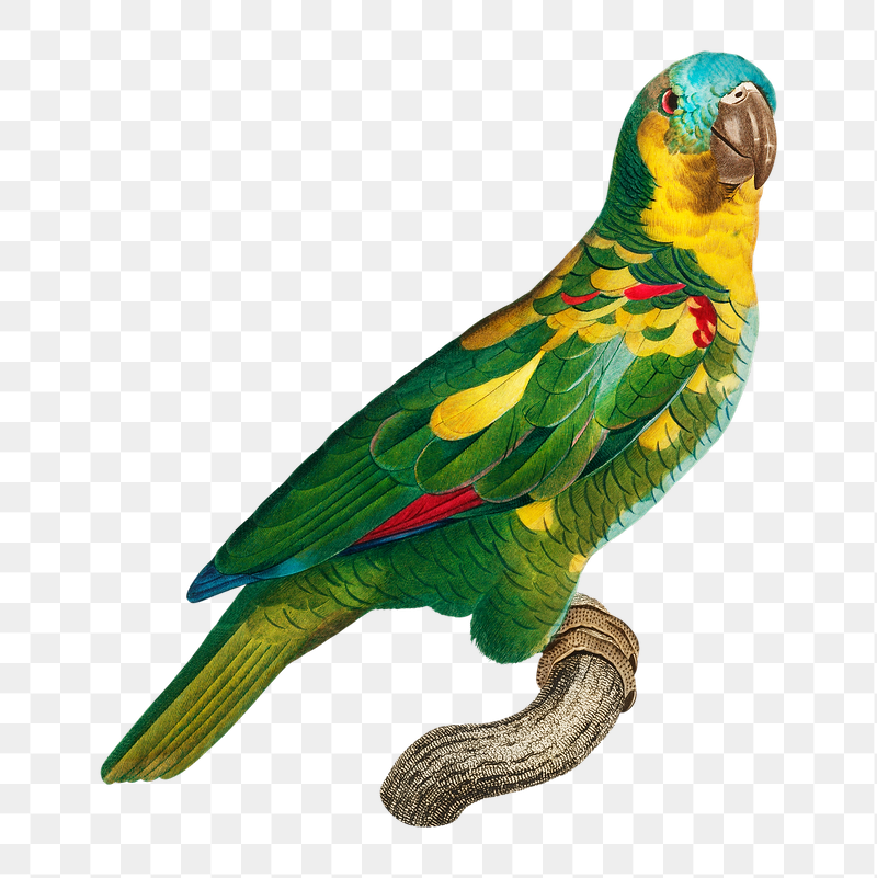 Turquoise-fronted Amazon parrot png bird | Free PNG Illustration - rawpixel