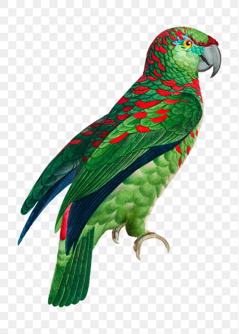 Turquoise-fronted Amazon parrot png bird | Free PNG Illustration - rawpixel