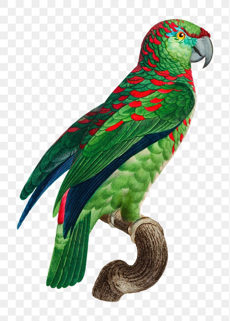 Turquoise-fronted Amazon parrot png bird | Free PNG Illustration - rawpixel