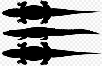 Turtle Amphibians Fauna Clip art Silhouette -  