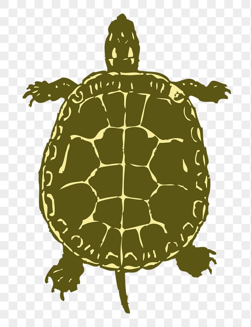 Turtle, animal png sticker, transparent | Free PNG - rawpixel