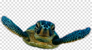Turtle Designs Png #22674 - Free Icons and PNG Backgrounds