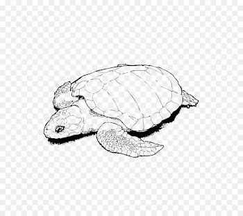 Turtle, Drawing, Coloring Book, Sea Turtle, Olive Ridley Sea Turtle PNG