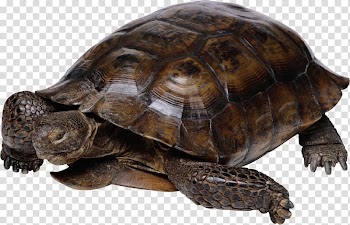 Turtle Galapagos Giant Tortoise Birthday Reptile, Turtle transparent background PNG clipart