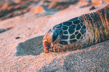 turtle head on white sand