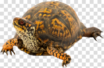 Turtle High Quality PNG | Web Icons PNG