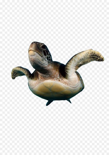 Turtle Natures Best Photography - fish 