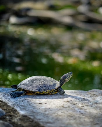 Turtle On Rock