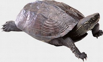 Turtle PNG Images Transparent Free Download | PNGMart.com