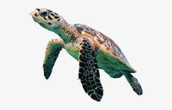 Turtle Png Transparent Picture - Sea Turtle Transparent Background ...