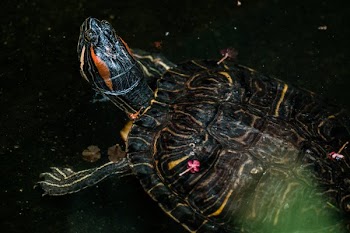 Turtle Pokes Head Out Water