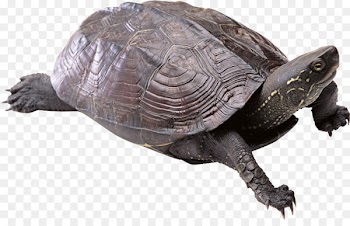 Turtle Portable Network Graphics Clip art Transparency Image - turtle 