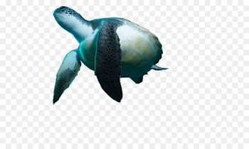 Turtle Reptile Underwater diving Snorkeling - moana 