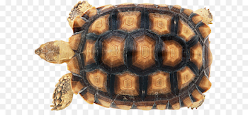 Turtle shell Reptile Carapace Chinese softshell turtle - Turtle PNG ...