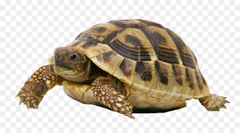 Turtle shell Reptile Russian tortoise Pet - turtle png download ...