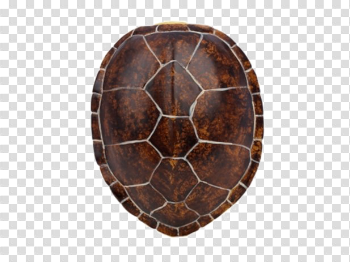 Turtle Shell Transparent Image