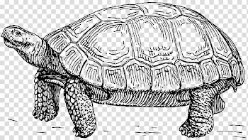 Turtle Tortoise Line art Drawing , turtle transparent background PNG clipart