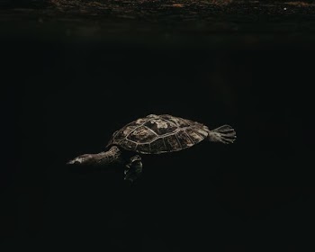 turtle underwater