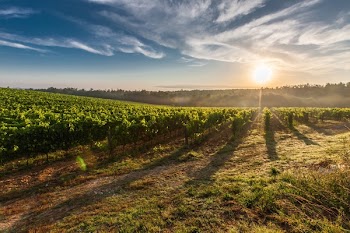          Tuscany Vineyards Free Photo     