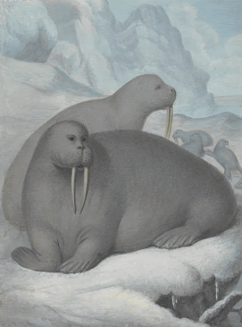 Tusked Walruses, painting in high | Free Photo - rawpixel