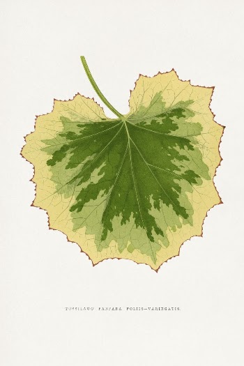 Tussilago Farfara Foliis Variegatis leaf | Free Photo Illustration - rawpixel