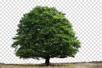 Tutorial manipulation editing Landscape , Bodhi trees and grass transparent background PNG clipart