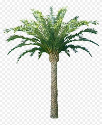 Tutup Kaca - Coconut Tree Only Png