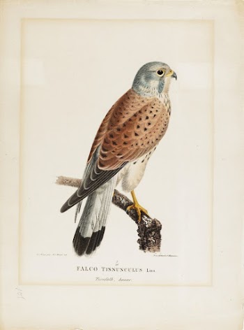 Tuulihaukka, 1828 - 1838, Magnus | Free Photo - rawpixel