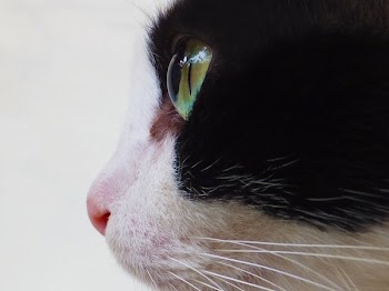 Tuxedo Cat